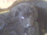 mon chiot
