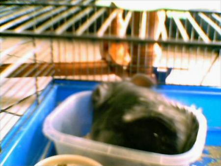 mon chinchilla